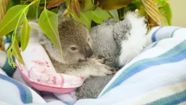 UtopiTrade's tweet photo. Orphaned baby koala finds comfort in stuffed animal after mom's tragic death on @CBS https://t.co/MEgrgZtkJw https://t.co/CP9hb1lecW