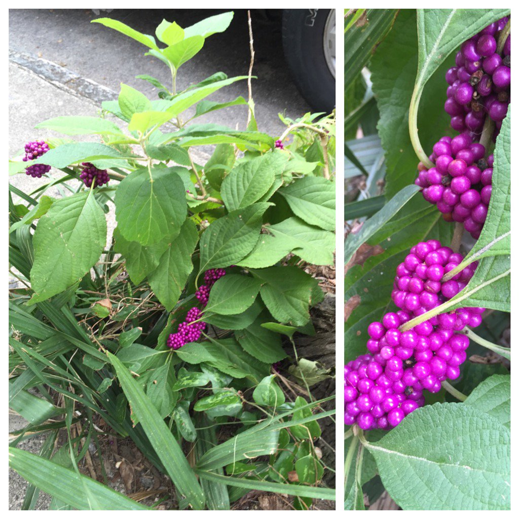 TheLeeBros's tweet photo. Just found American beautyberry growing in a Charleston sidewalk #foragingfinds https://t.co/PRHSjYsy7u