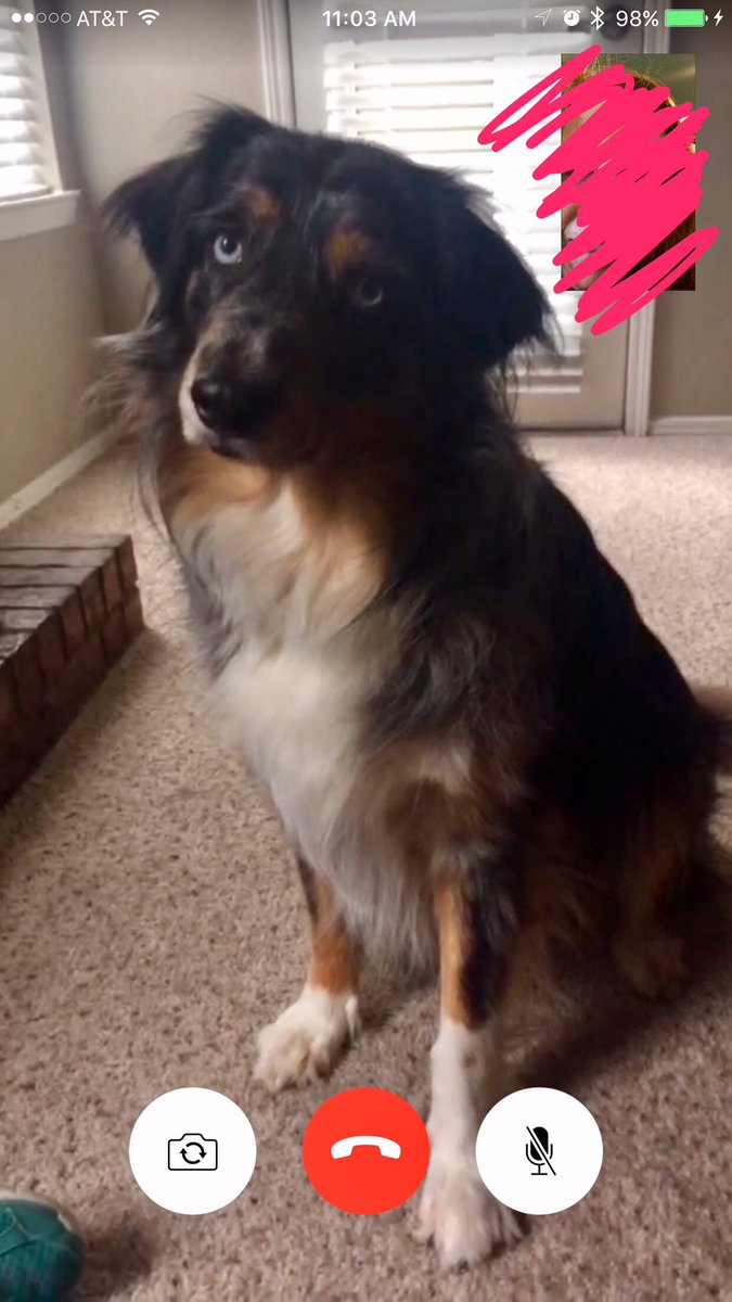 aly_aye's tweet photo. Havin a FaceTime with Harper. Telling her to be nice to her mom since it's her birthday!! 🎈❤️️ #facetime #pupface @shaycemckayle https://t.co/0AsXEVPAMc