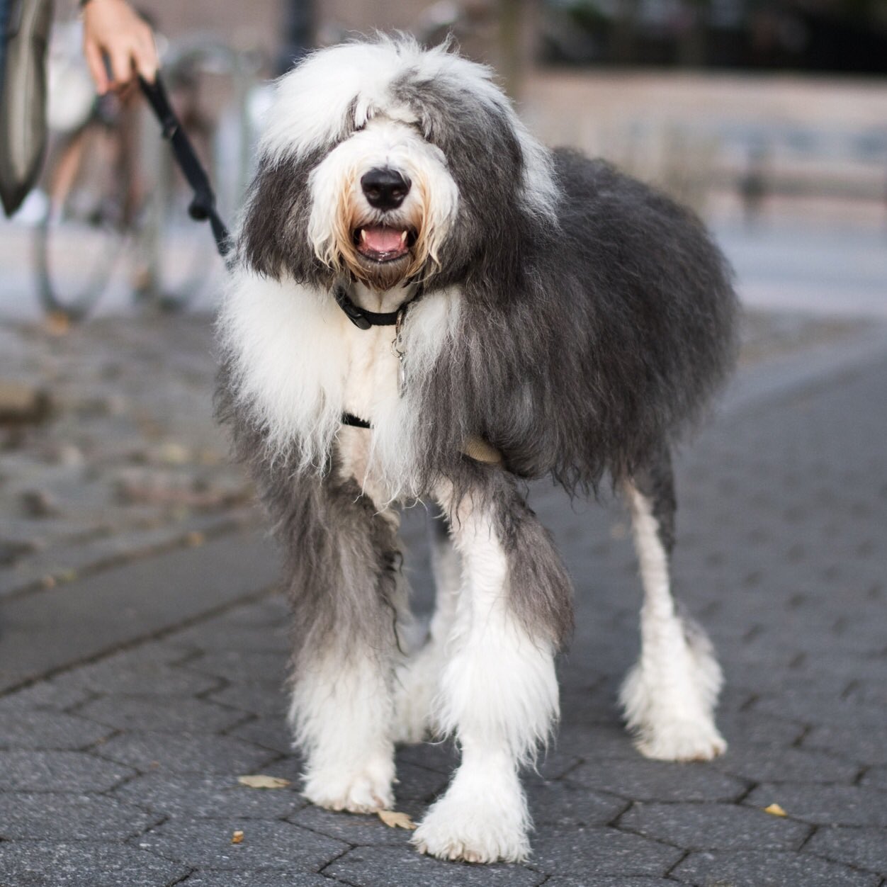 English Sheepdog English Long Haired Dog Old English Sheepdog