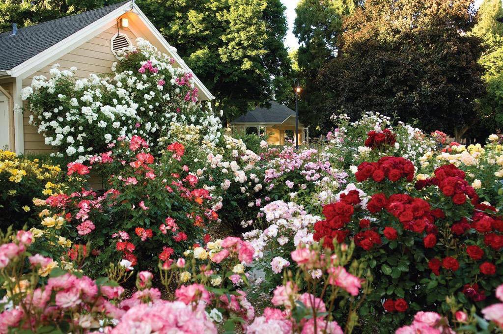 AStrangeworth71's tweet photo. 3. Y'all think your house is good. Mine's better, u didn't find this town. #blessed to have these roses and this perfect house https://t.co/SzgeiCNKHD