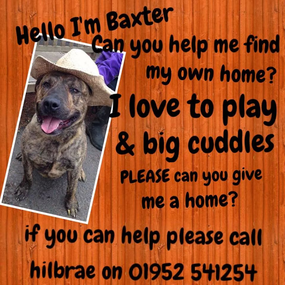 StTrumper's tweet image. Baxter to STILL NO OFFER OF A HOME been in 2 years please give him extra rt I promise him every week im trying