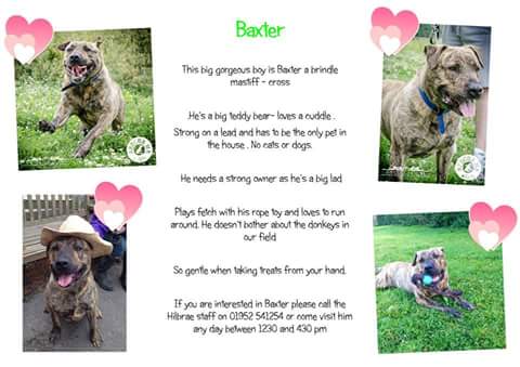 StTrumper's tweet image. Baxter to STILL NO OFFER OF A HOME been in 2 years please give him extra rt I promise him every week im trying