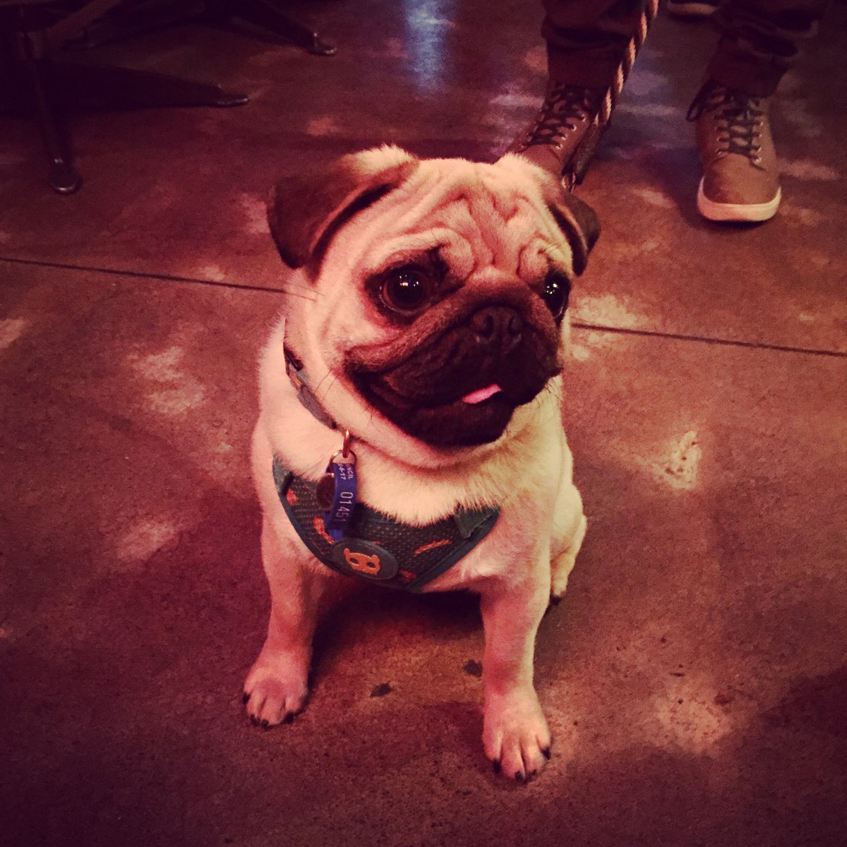 SPCAWgtn's tweet photo. A huge thank you to the amazing folk @Garage_Project & @GoldingsFD for organising Pints for Pooches last Sunday! #pintsforpooches https://t.co/tCaZvTeFBX
