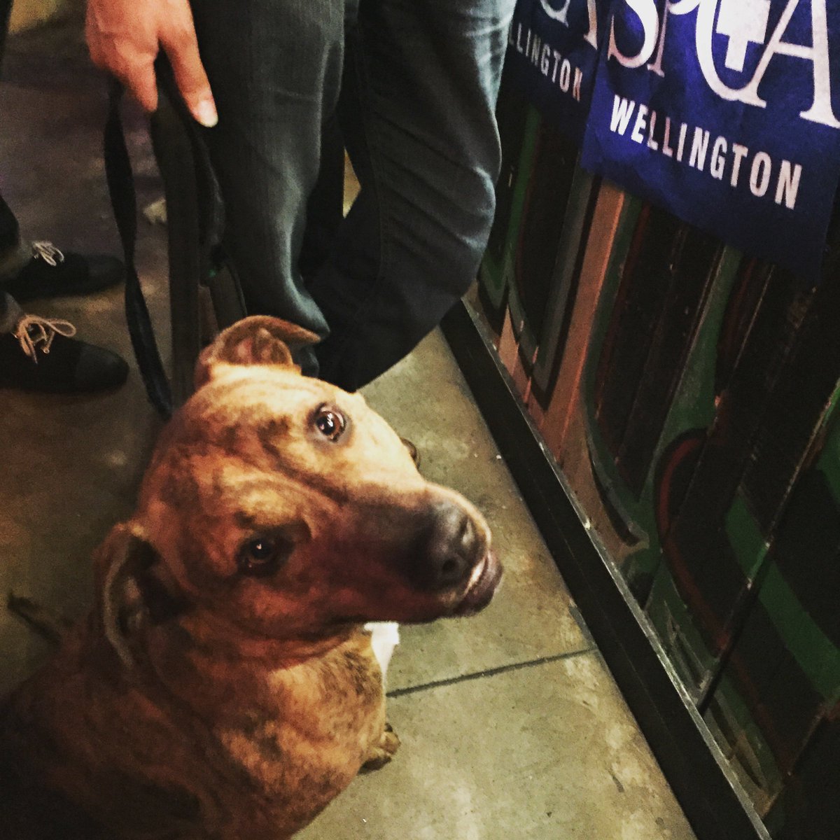 SPCAWgtn's tweet photo. A huge thank you to the amazing folk @Garage_Project & @GoldingsFD for organising Pints for Pooches last Sunday! #pintsforpooches https://t.co/tCaZvTeFBX