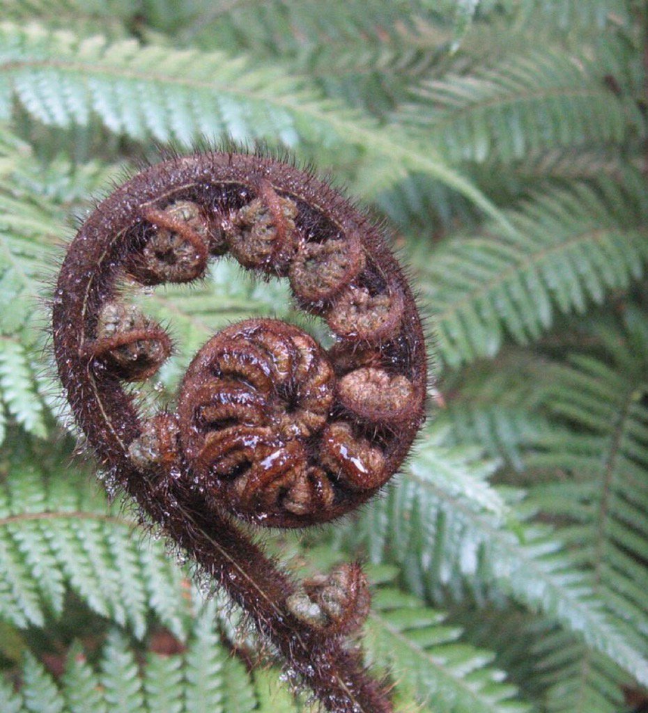dianne_free2bme's tweet image. 27. This frond is going to CREATE a beautiful fern #fms_create #fmsphotoaday #littlemomentsapp Day 270