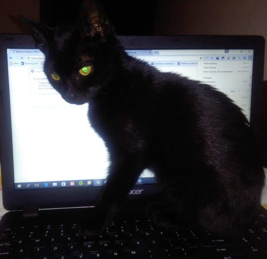 babajaga106's tweet photo. #cats #blackcat #myDoroti https://t.co/rXs4Nm10Lz
