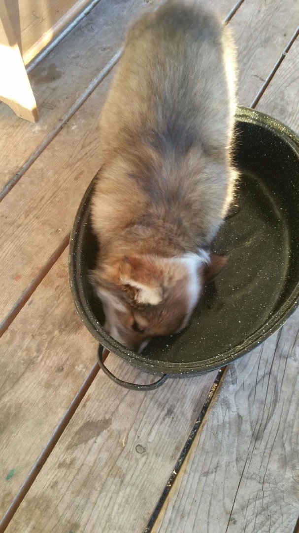 KiddGinger's tweet image. Mac attack