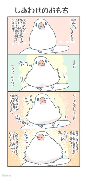 文鳥さんのすてきなところ。しあわせのおもち。 #buncho #javasparrow #文鳥 