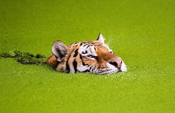 TM1AD's tweet image. The Siberian tiger emerges from a pool full of chlorella.