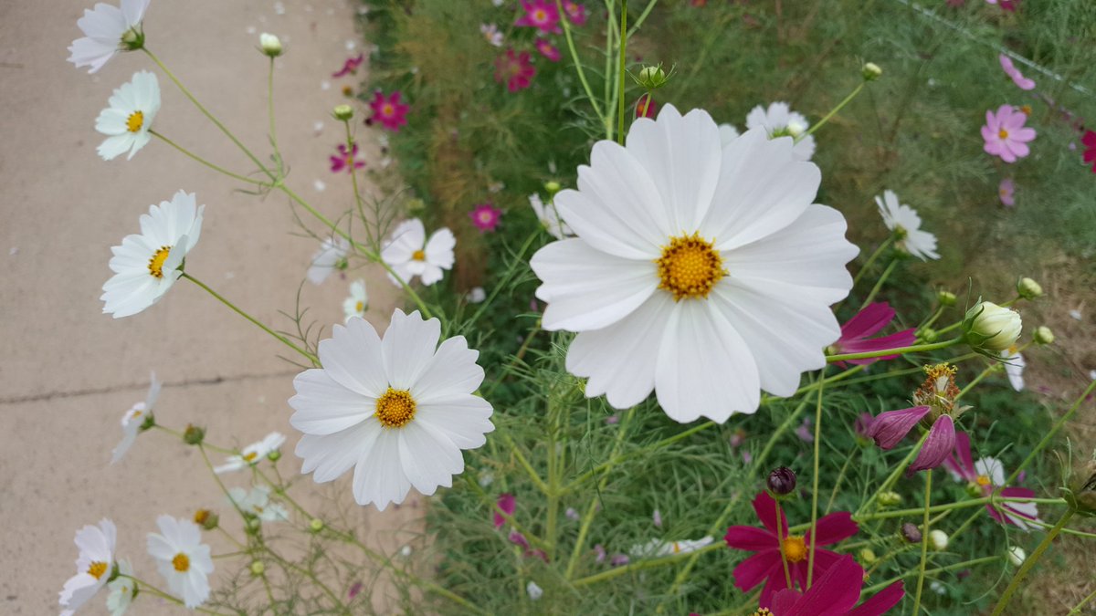 yooyhwan's tweet image. #성남시 탄천
수진습지 코스모스꽃 색이 아름답습니다.