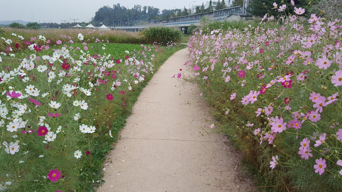 yooyhwan's tweet image. #성남시 탄천
수진습지 코스모스꽃 색이 아름답습니다.