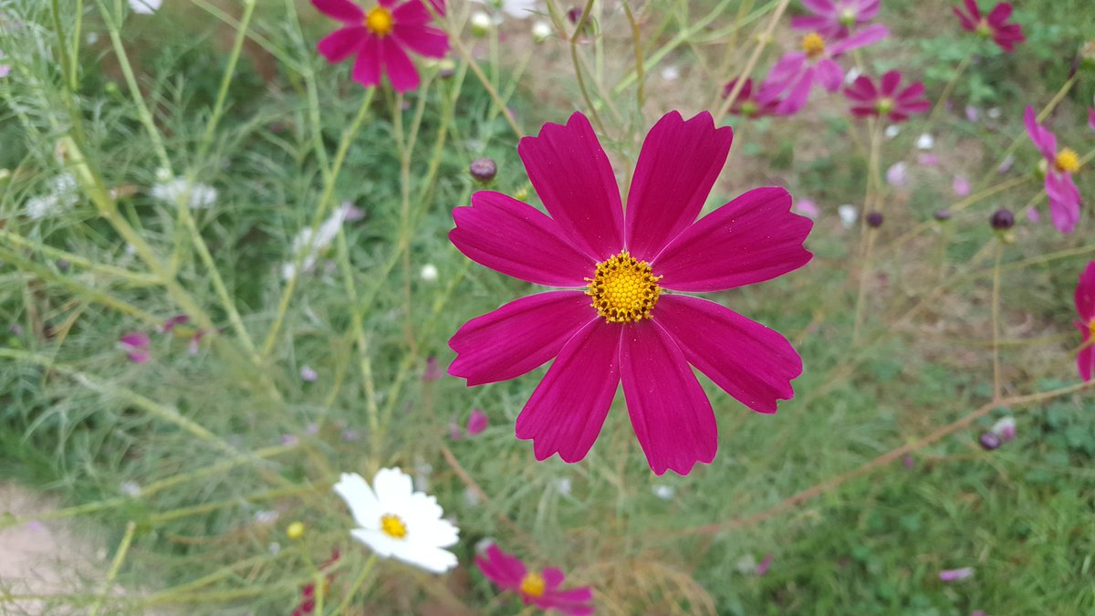 yooyhwan's tweet image. #성남시 탄천
수진습지 코스모스꽃 색이 아름답습니다.