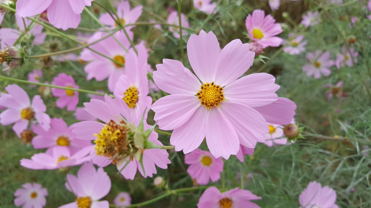 yooyhwan's tweet image. #성남시 탄천
수진습지 코스모스꽃 색이 아름답습니다.