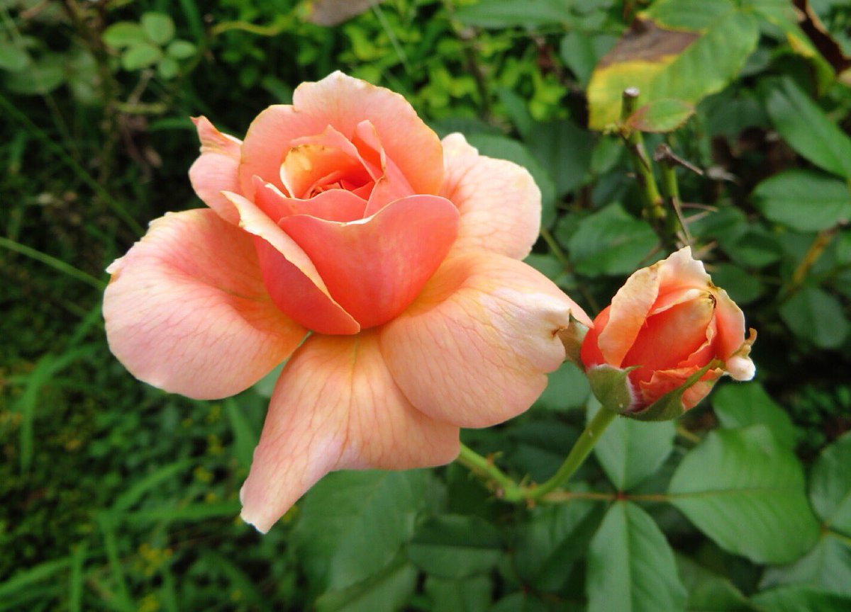 咲良 名前ってなに バラと呼んでいる花を別の名前にしてみても美しい香りはそのまま ロミオとジュリエット より 小田島雄志訳 シェイクスピアの作品には 70以上の薔薇が登場する 10月は秋薔薇が楽しみよね 私の好きな花菜ローズです 花菜