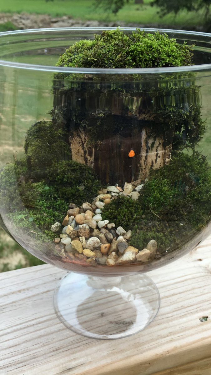 Tracyjhn316's tweet photo. Living fairy garden home, I just made!
#fairyhome #livedecor #dyifairyhouse https://t.co/kzhkHHeKXG