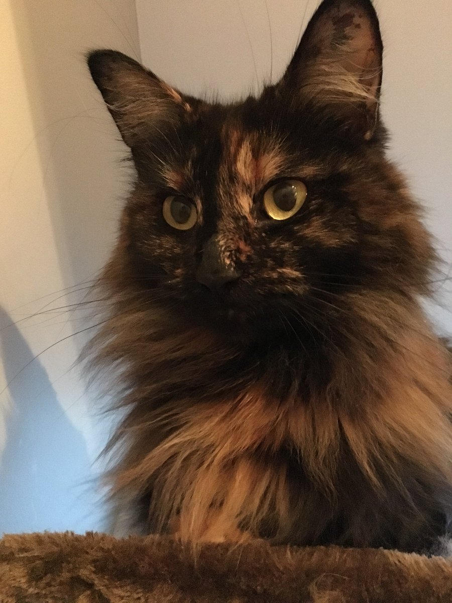 My cat Oswin would make a better POTUS than Trump. And she has MUCH better hair. #MakeAmericaFluffyAgain