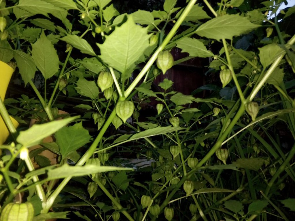 Smangat Selasa bahagia
Buah #ciplukan sungguh menggoda #urbanfarming
<a href="/DpkBerkebun/">Depok Berkebun</a> <a href="/IDberkebun/">Indonesia Berkebun</a> <a href="/msi_sai/">MSI-Sekolah Alam Ind</a> <a href="/Bekasiberkebun/">IG: bekasiberkebun</a> <a href="/JktBerkebun/">#diRumahAjaBerkebun</a>