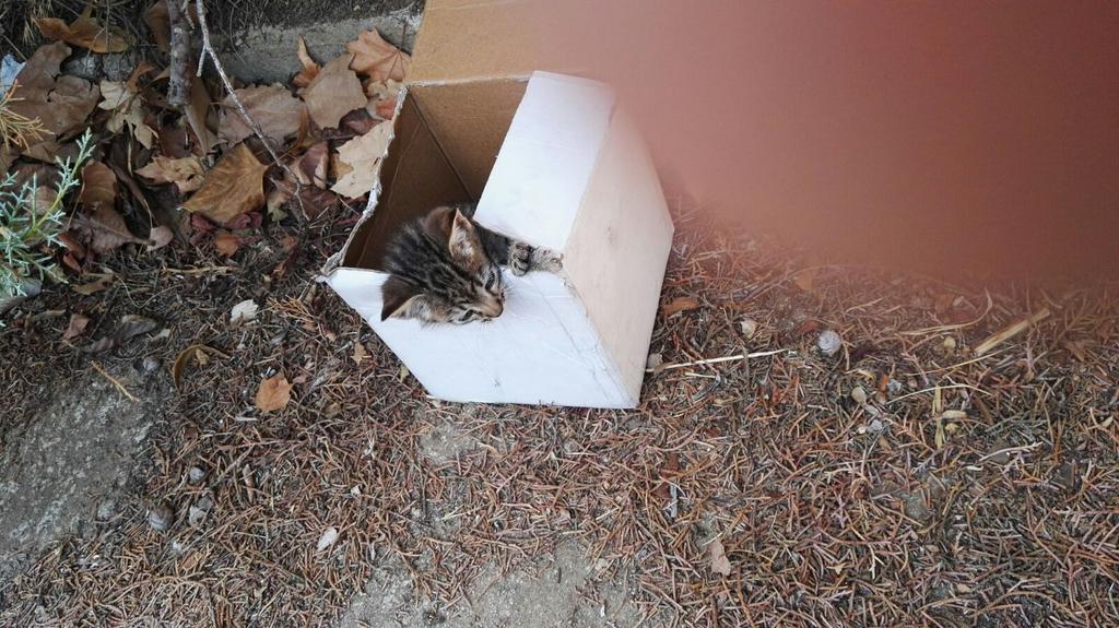 No entiendo como la gente puede dejar de querer, abandonar o incluso pegar a sus mascotas... pobres indefensos 😢