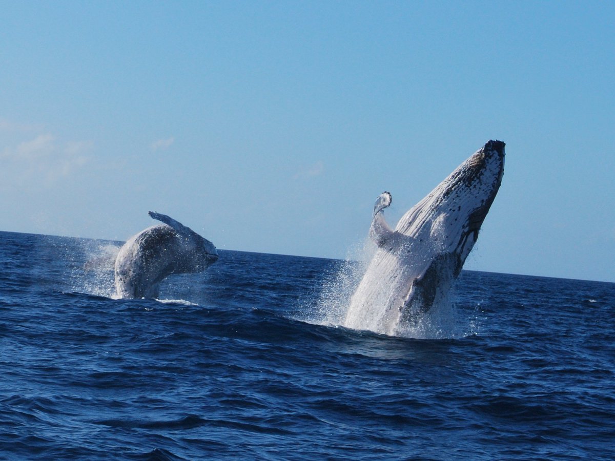 QuickCatII's tweet image. September is the time to see mums and calves @QuickCatII #whalesherveybay #visitfrasercoast #seeaustralia #thisisqueensland