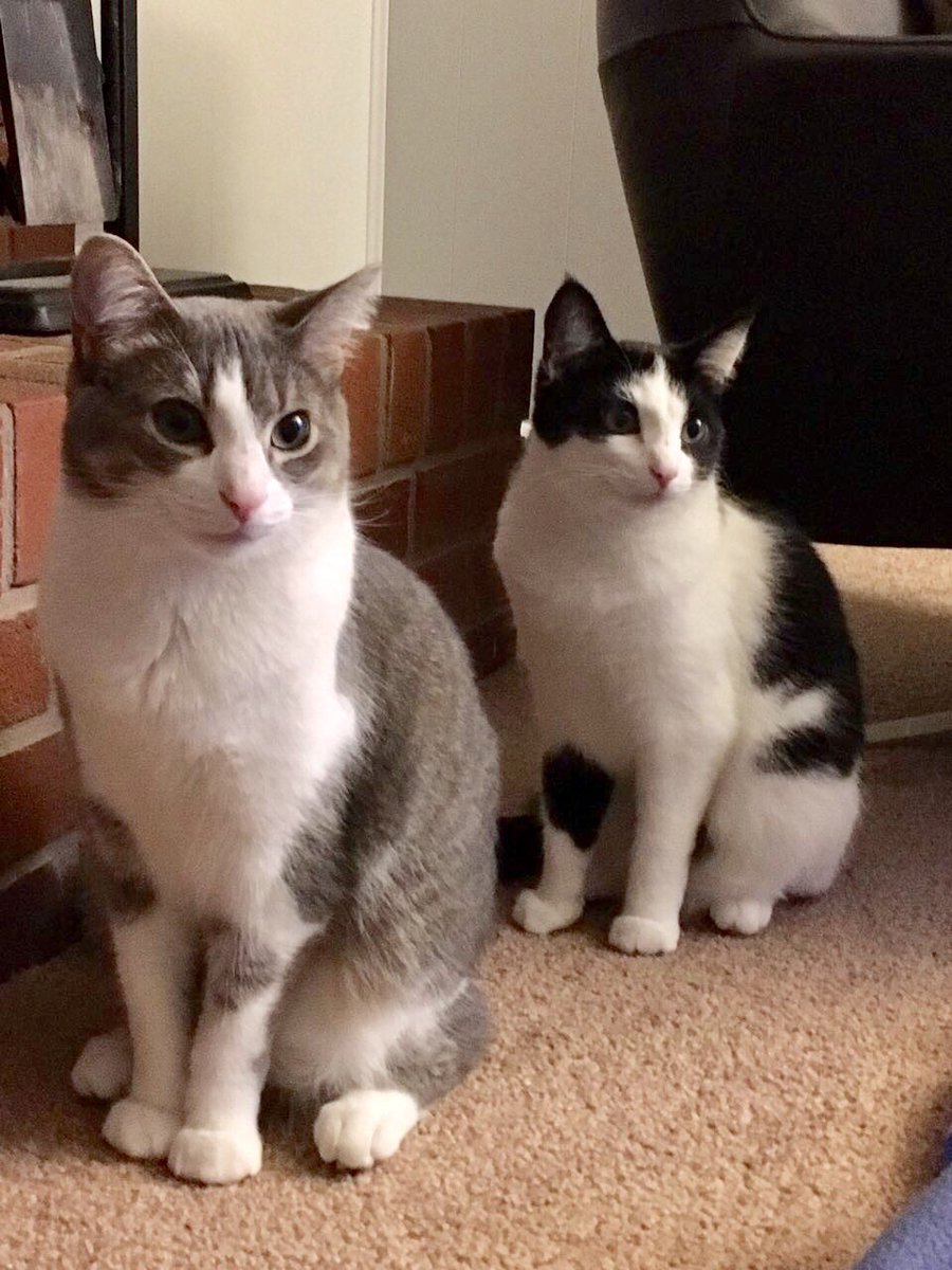 _jessicamarlene's tweet photo. @sam_mires #MandM2016 #catsforpresident https://t.co/CxcNRny0Jp