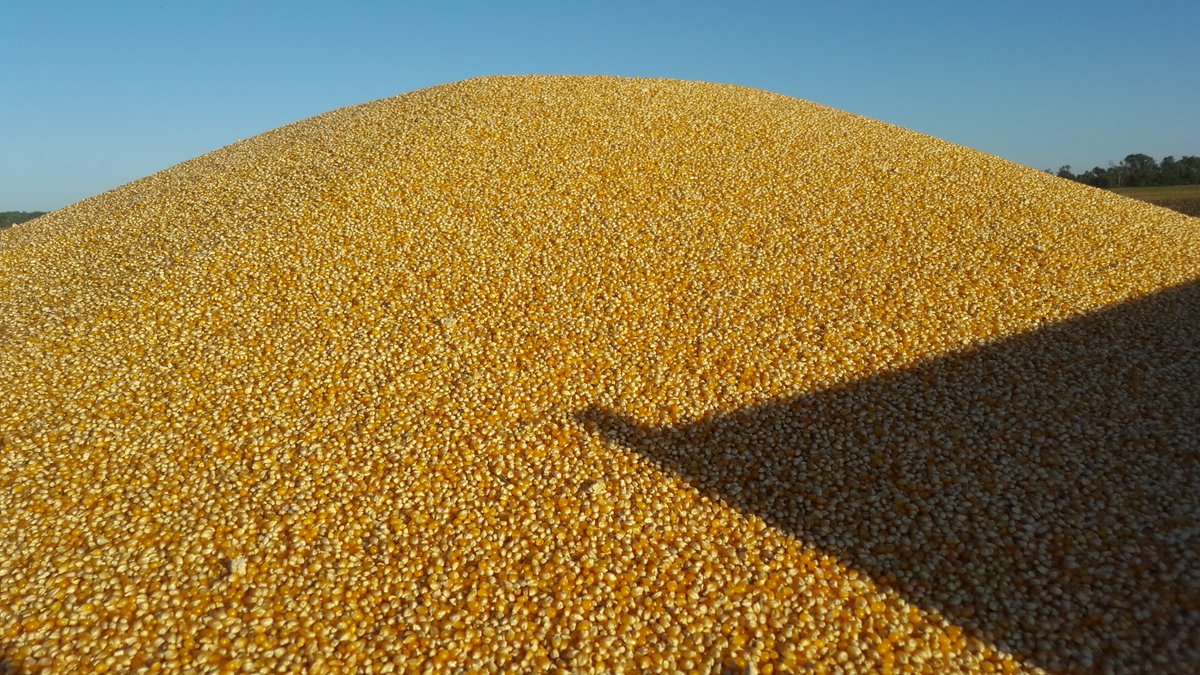 MattStraeter's tweet image. Thanks to @SmithFamFarms and @NHAgriculture CR8.90 we have popcorn from field to table