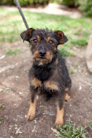 The Barking Lot tweet media