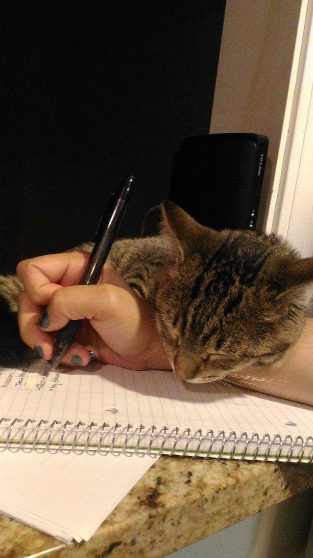 wanderlstwallet's tweet photo. When you try to do work but you own a cat... https://t.co/8z2NzojABO