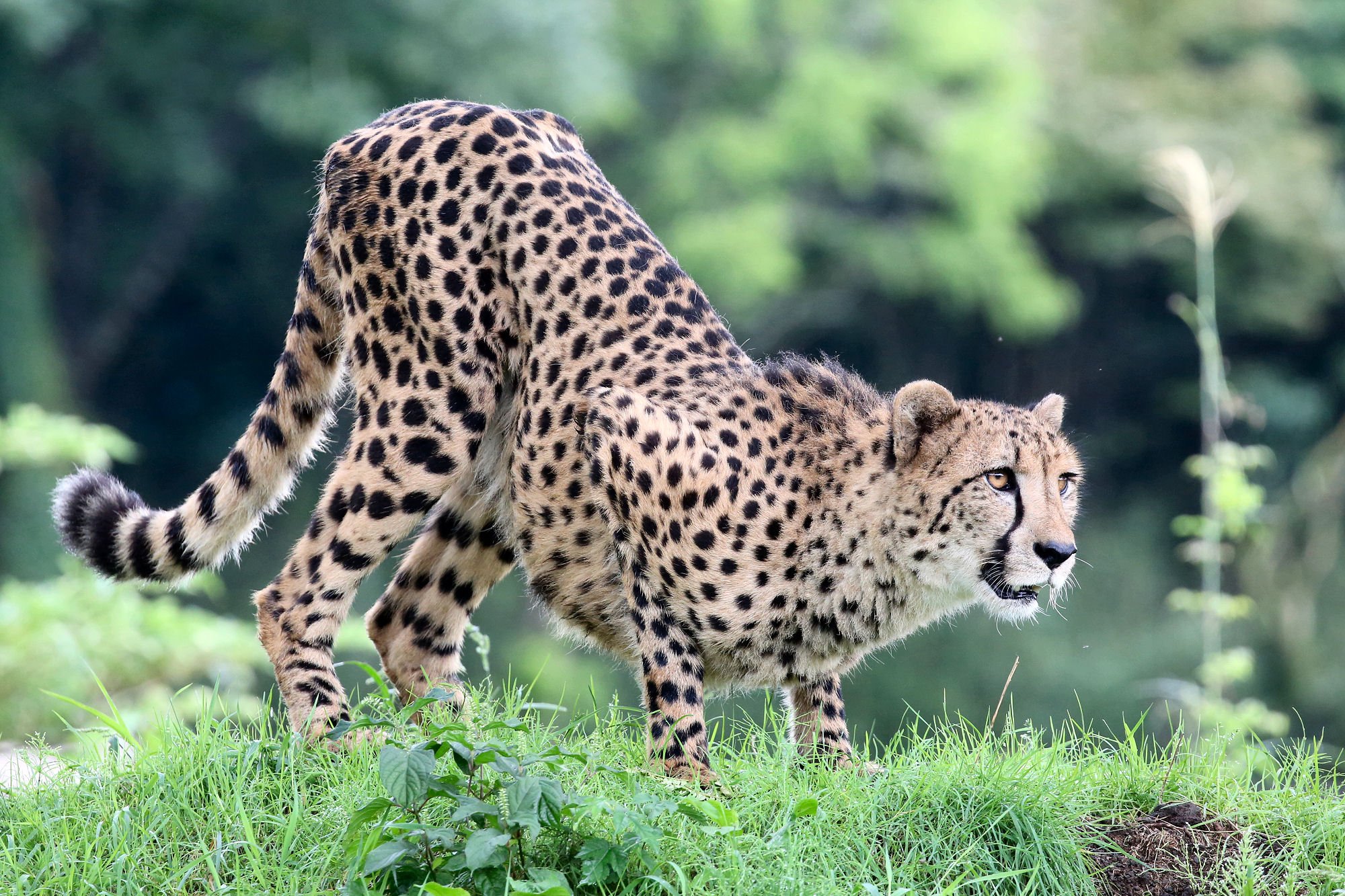 富士サファリパーク公式 獲物を狙うようなチーターの姿勢 今にも走り出しそう W T Co Flzgkaid8p Twitter