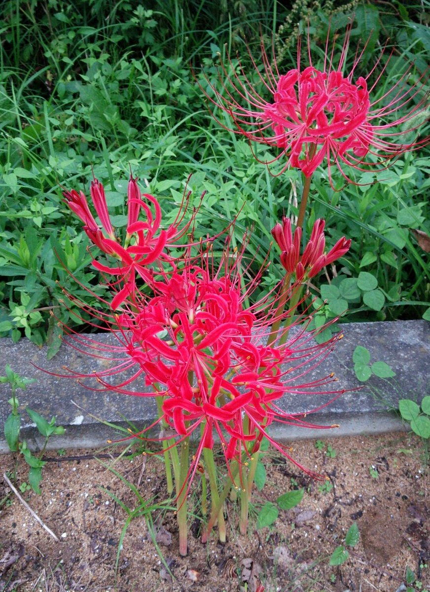 彼岸花の群生地には足を踏み入れないで ぽっかりスペースが空いていても地中には茎があるのです という注意喚起 Togetter