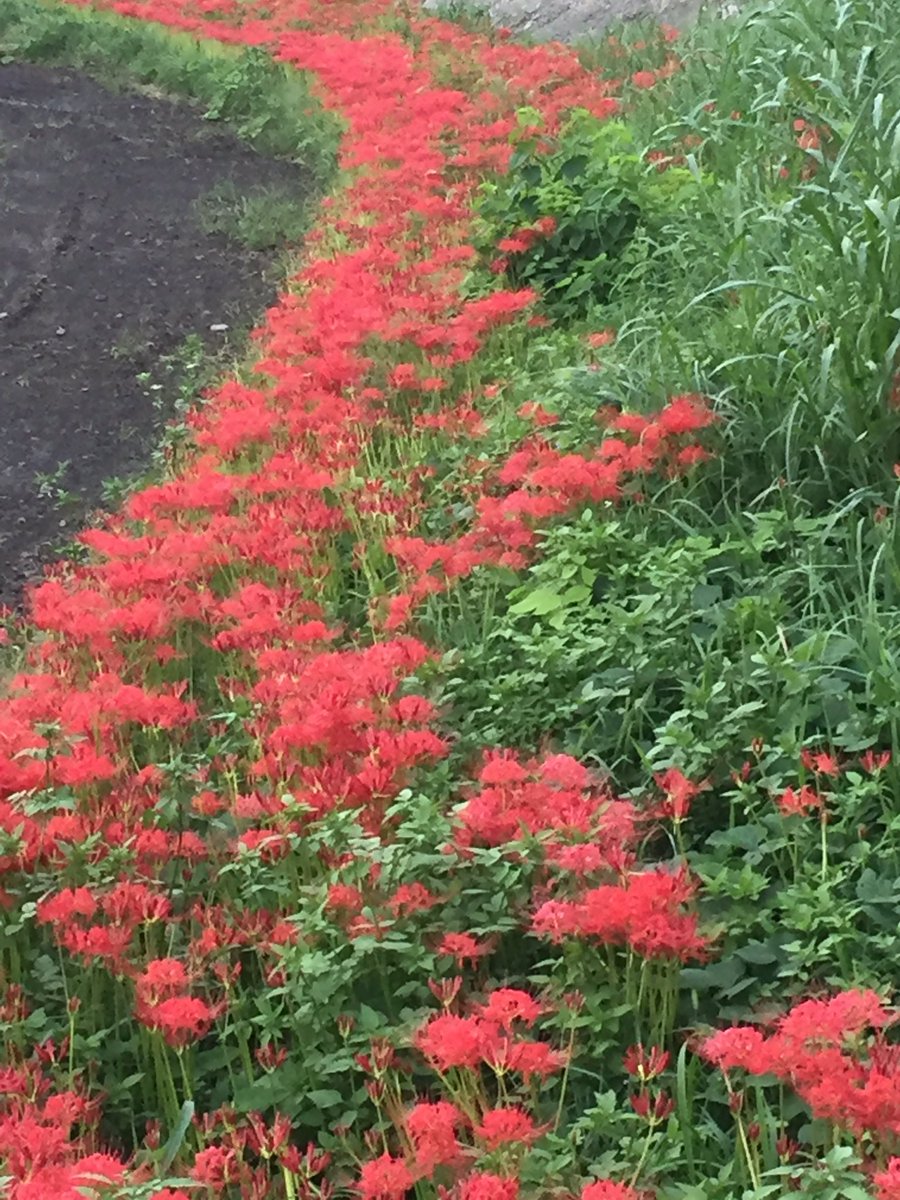彼岸花の群生地には足を踏み入れないで ぽっかりスペースが空いていても地中には茎があるのです という注意喚起 Togetter