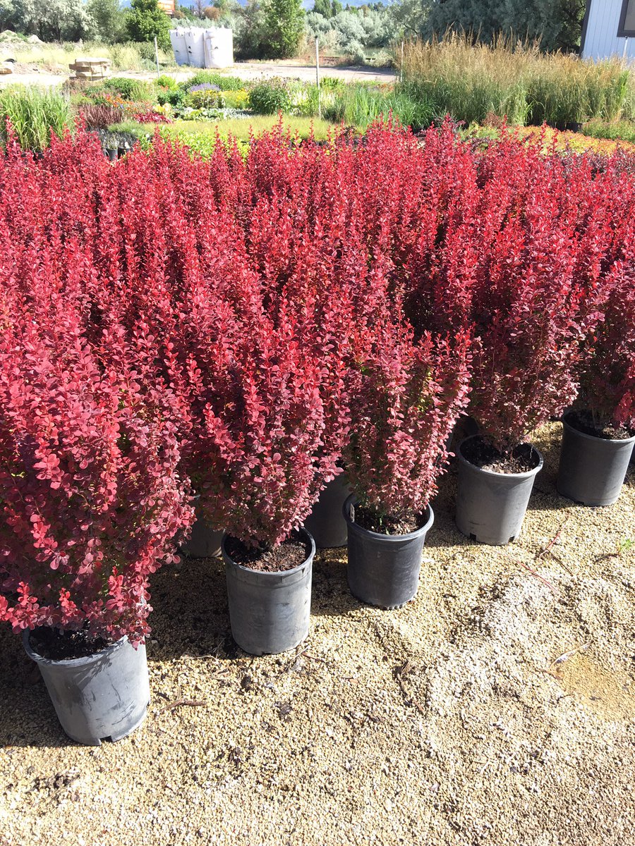 Shadelandscape's tweet photo. If you are looking for a plant to really pop in your landscape Orange Rocket Barberry is a winner. #winner #redisthenewblack https://t.co/G24yN1FiBy