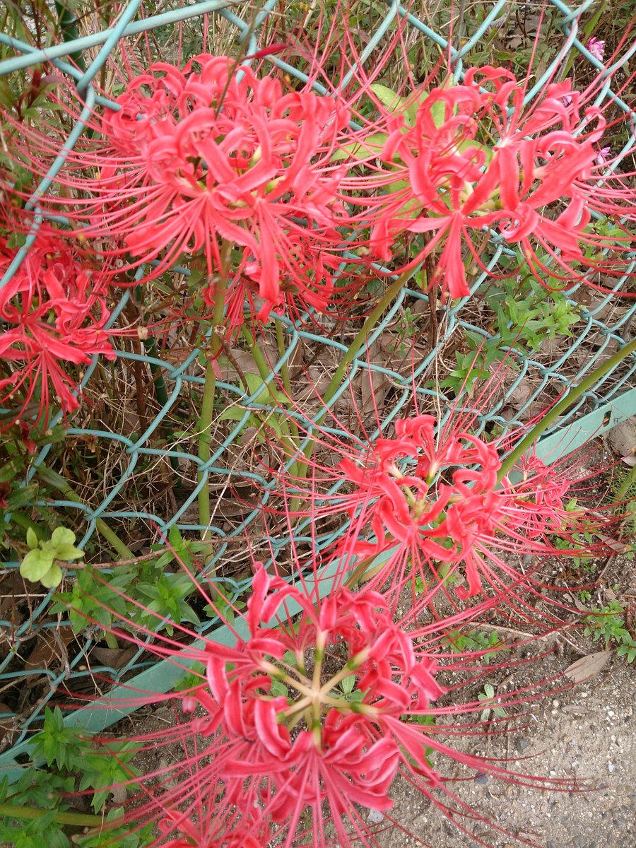彼岸花の群生地には足を踏み入れないで ぽっかりスペースが空いていても地中には茎があるのです という注意喚起 Togetter