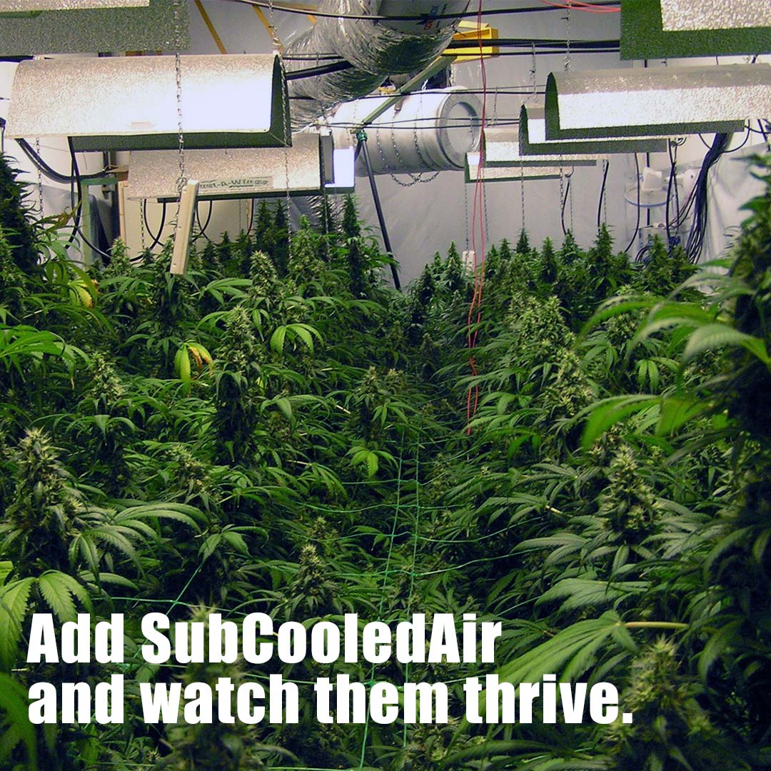subcooled_air's tweet photo. Learn more about how we help grow rooms here: https://t.co/J22oL9Cdmz #SubCooledAir #SubCooled #Dehumidifier #Airconditioning https://t.co/uFf5Czjx2P