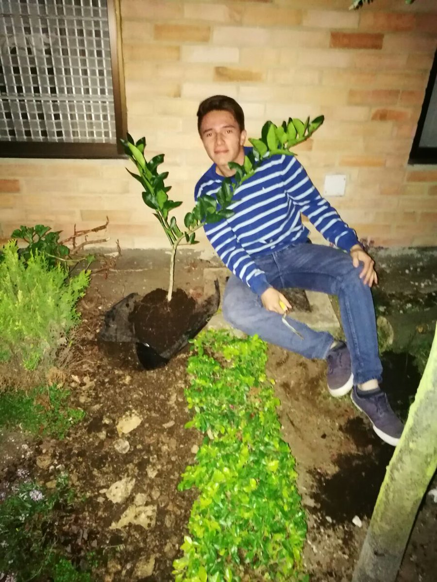 educamilo16's tweet photo. Este es mi arbol limón tahití #unarbolvirtual para #umbvirtual https://t.co/uuTLoNvE0v
