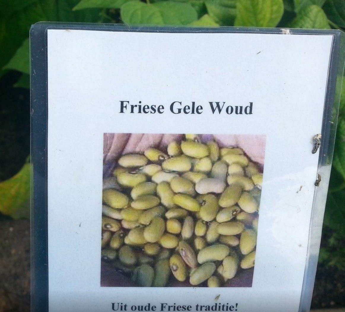 Mooi artikel over de bonentuin bij kasteel Amerongen. En waarom Taco Ijzerman + Bonenbende de bonen zo promoten! ow.ly/e6SS304yAAW