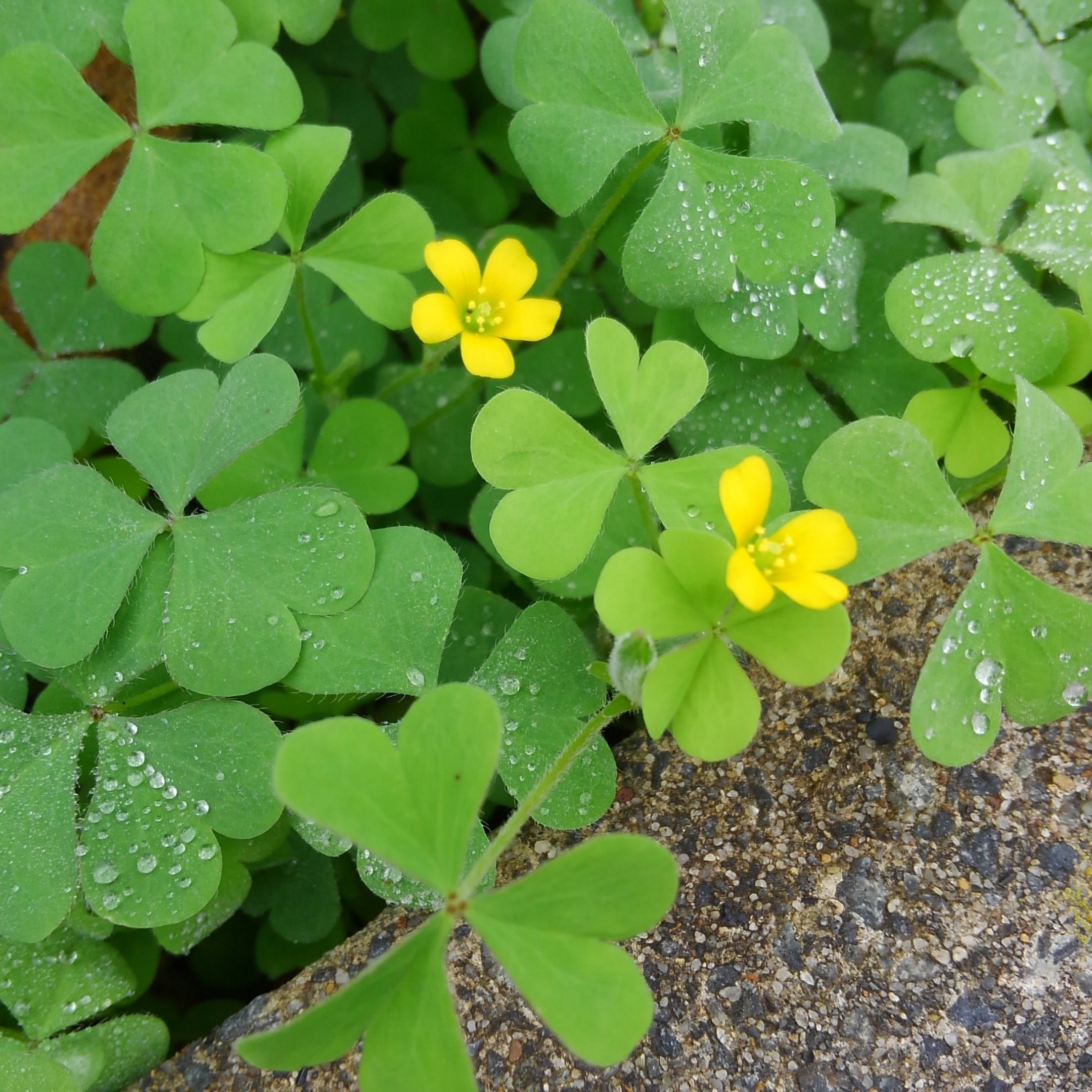 ハガキ カタバミ 花言葉は 輝く心 しかも カタバミは食べられるらしいです ビタミンcが豊富だということからか 英語圏やインドでは 食べられる雑草 として認知されているらしいです 日本では食べる人はいないみたいですが T Co