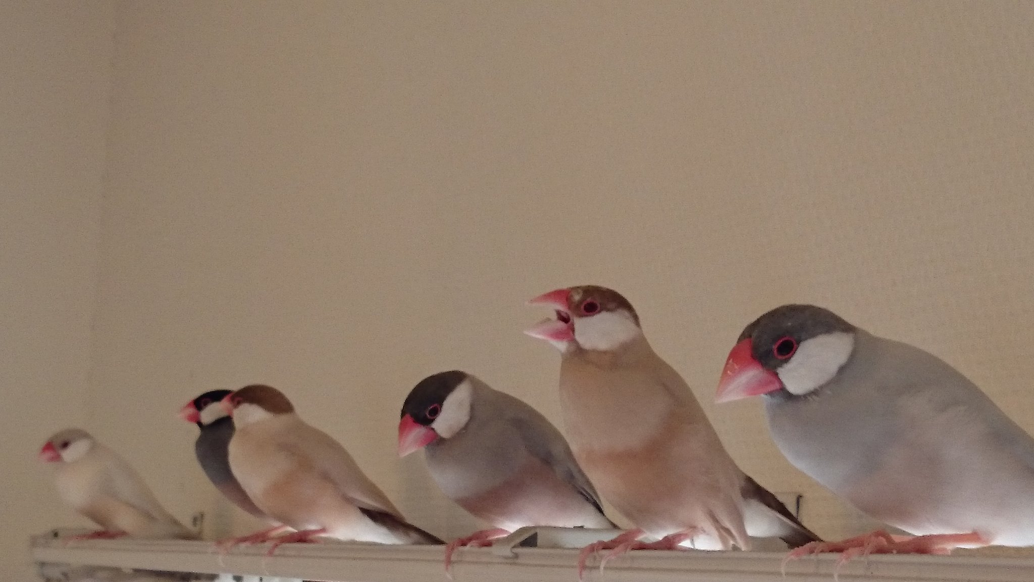 便利屋ことり 久々に文鳥たちを部屋に放鳥しました 便利屋ことり 名前の由来は この白文鳥 桜文鳥 シナモン文鳥 シルバー文鳥 シルバーイノ文鳥の総勢13羽の文鳥たちからなんです 伸び伸びと飛び回って 夫婦でくっ付きあったり 他と喧嘩したり