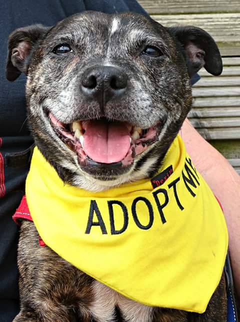 StTrumper's tweet image. Senior Staffy Club a great rescue close to my heart