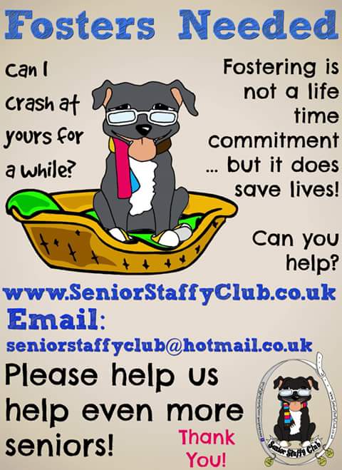 StTrumper's tweet image. Senior Staffy Club a great rescue close to my heart