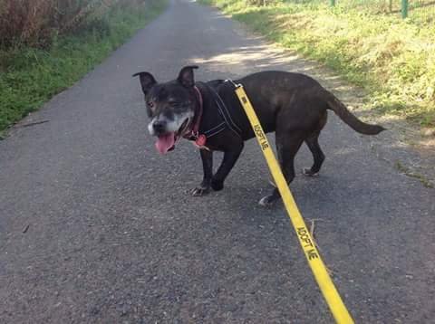 StTrumper's tweet image. 