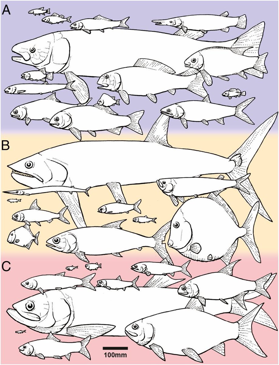 Fossil fishes challenge role of genome duplication in exceptional teleost diversification sciencemag.org/news/2016/09/f… m.pnas.org/content/early/…