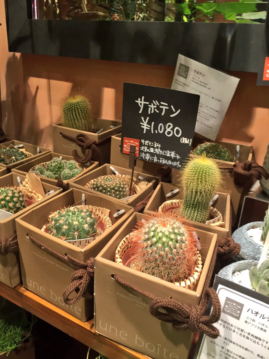 天神地下街 公式 En Twitter 青山フラワーマーケットに多肉植物やサボテンがたくさん入荷しています ルームメイトやデスクの癒しにいかがですか 天神地下街 青山フラワーマーケット 多肉植物 サボテン Aoyamaflowermarket