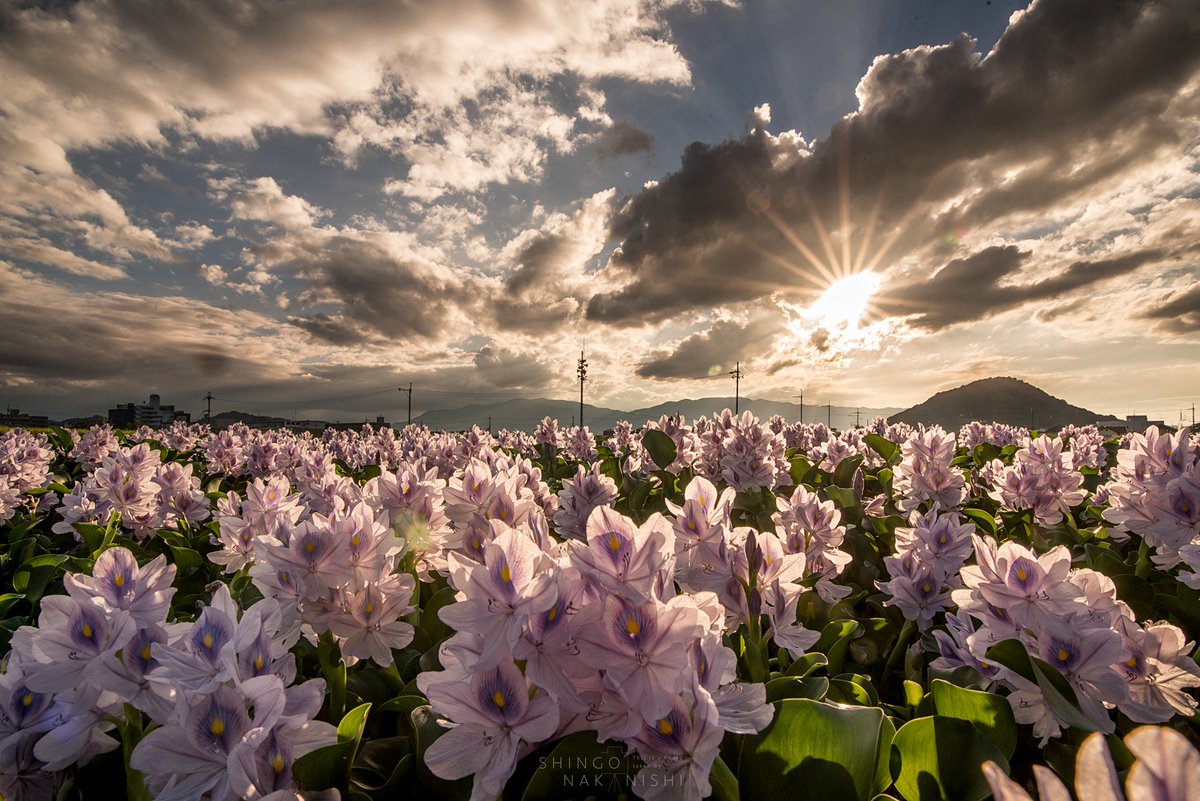 しんご 紫爛漫 奈良県橿原市 本薬師寺跡のホテイアオイ まだまだ満開でした 行かれていない方はぜひ 駐車場17時まで 三脚禁止の場所になります 奈良 橿原 ホテイアオイ T Co 8dvezecbsh Twitter
