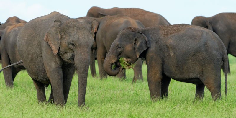 MoveTheWorldUK's tweet image. Congratulations @World_Ch allenge on becoming elephant-friendly tour operators on #WorldTourismDay! #NotEntertainers ow.ly/Bcl5304z8NY