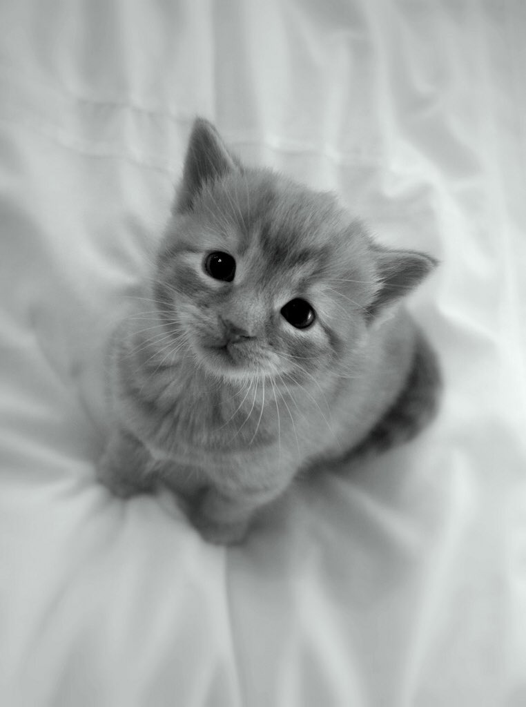 V20Furball's tweet photo. https://t.co/fPsyYZEBgb