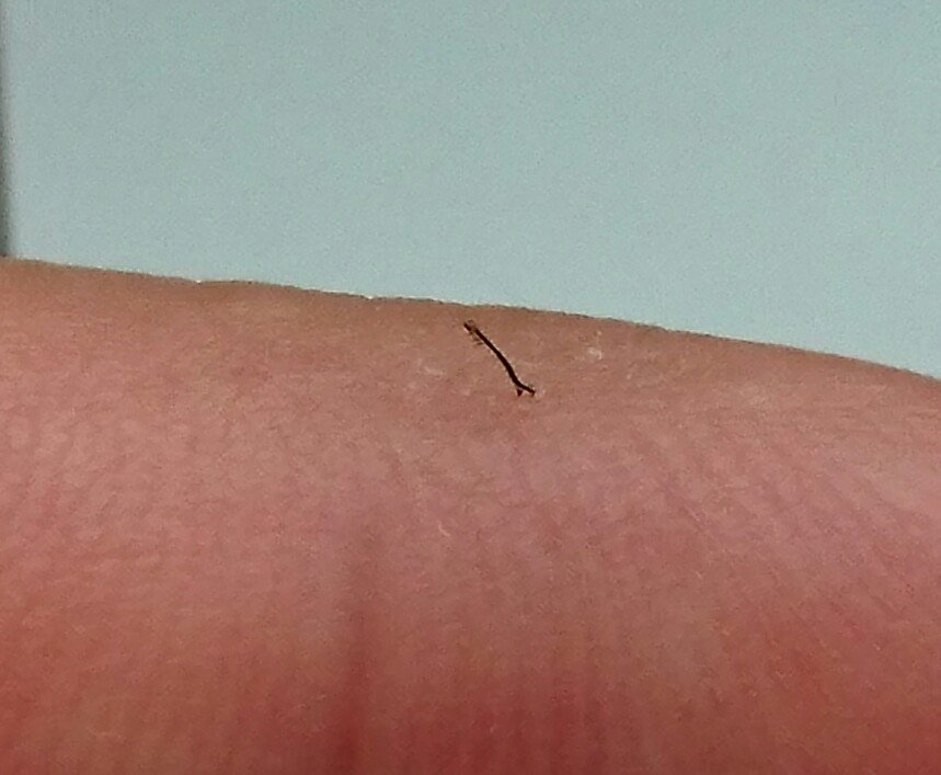 ミサー 出掛けに手に極小尺取り虫いたww 小さ過ぎて分取り虫だねw