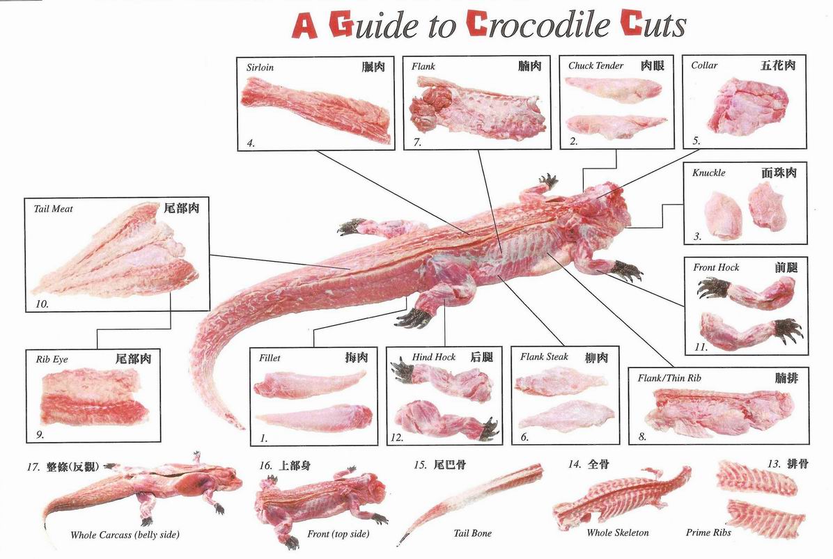 Crocodile Muscle Diagram