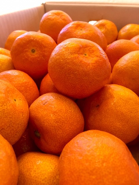 ブログを更新しました。 『最終入荷』
ameblo.jp/39fruits/entry…
#ハウスみかん
#露地物
#アメブロ