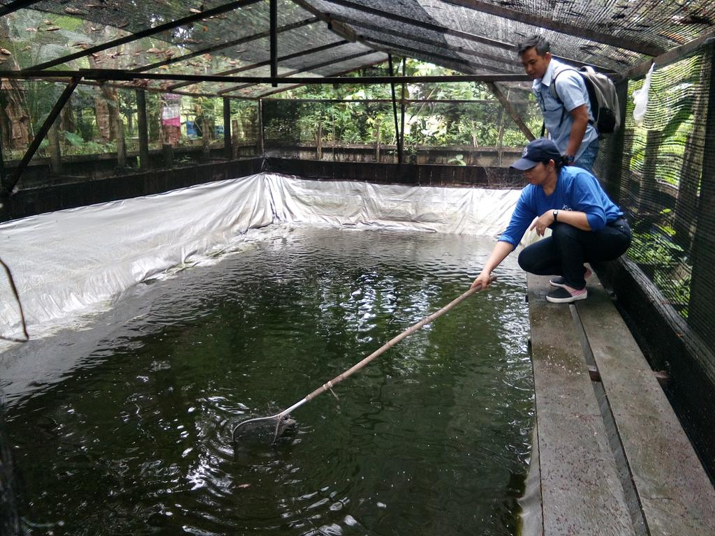mariaitut33's tweet photo. @pusluhdayakp @kkpgoid @bpsdmpkp luhkan Katingan cek langsung kondisi kolam dan ikan betok...di kolan terpal serta konsultasi bdy ikan betok https://t.co/mNTqP5JaDA